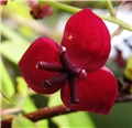 Akebia quinata