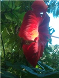 hibiskus