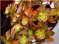 aeonium decorum