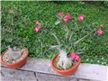 Adenium 