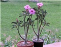 Adenium swazicum 