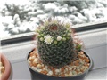 Mammillaria 