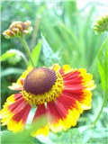 Helenium