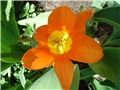 tulipani