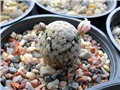 mammillaria sanchez-mejoradae