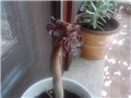 aeonium crni