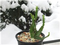 Euphorbia stellata 