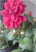 dalia