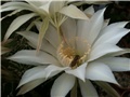 echinopsis