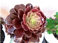 aeonium