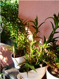 aloe.