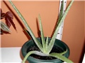 aloa barbadensis