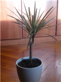 dracena