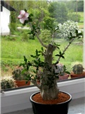 Pachypodium 