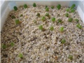Lophophora- sijanci