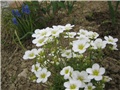 Saxifraga