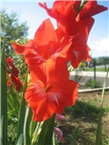 Gladiola