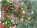 pelargonije