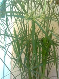 cyperus