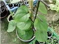  kineski yam