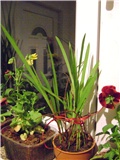frezija fresia