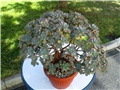 Aeonium haworthii  