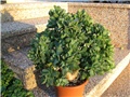 crassula arborescens undulatifolia (I)