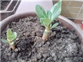 adenium obesum