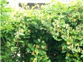 kozja krv, kozokrvina - Lonicera japonica