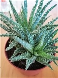 Aloe humilis