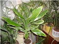 dracena