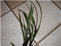 travica 2
