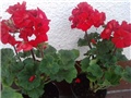 pelargonije starinske