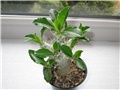 Pachypodium saundersii
