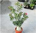 Adenium obesum