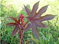 Ricinus