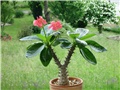 Pachypodium baronii Windsori 