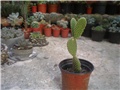 Opuntia