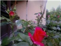 narnčasto-crvena ruža