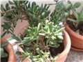 Crassula