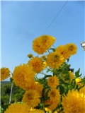sunčana