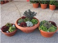 Sedum,sempervivum