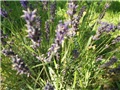 lavanda nepoznata