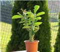 Monadenium magnificum
