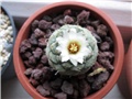 Strombocactus disciformis  