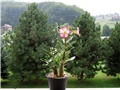 Adenium obesum