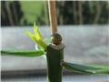 pereskia