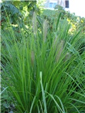 Pennisetum