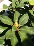 rododendron
