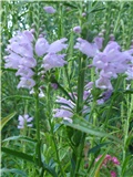 Physostegia virginiana